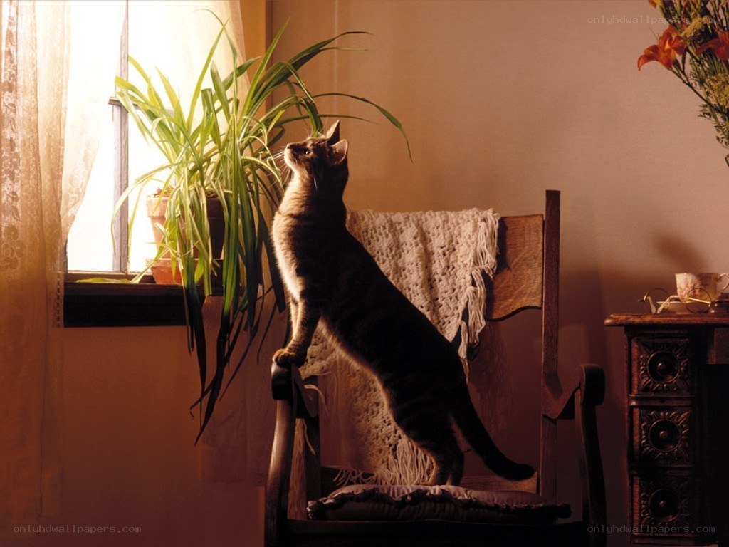 cat on a chair by the window