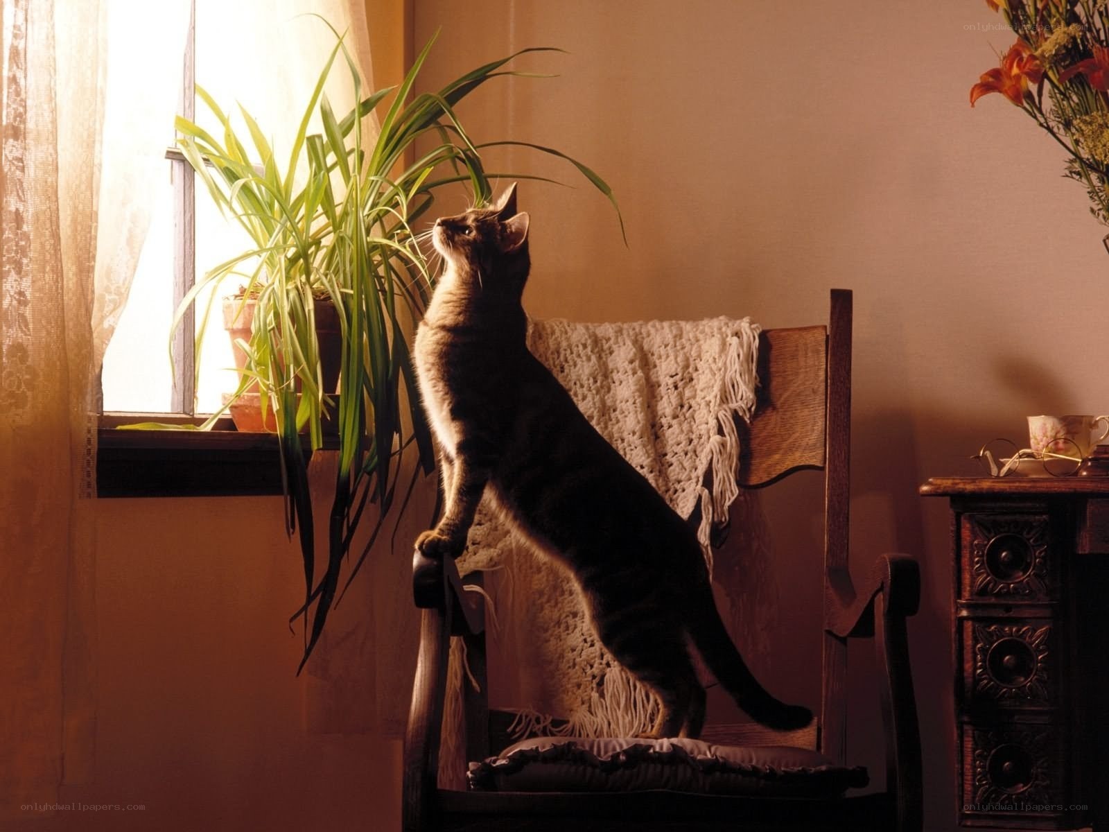 cat on a chair by the window