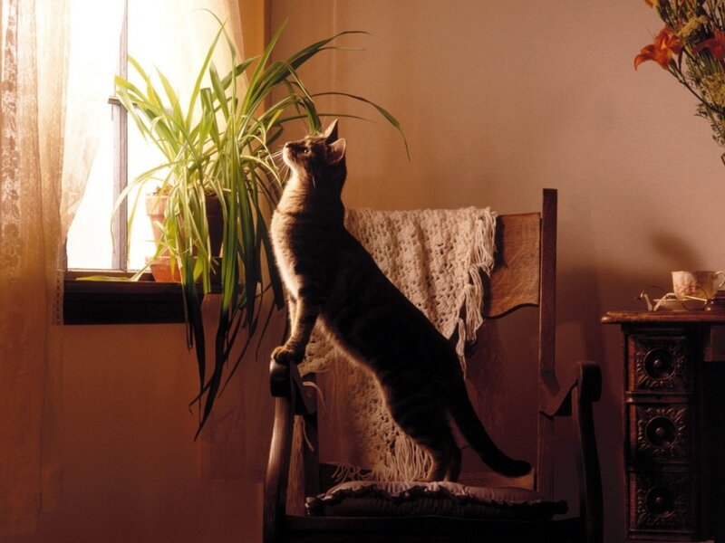 cat on a chair by window