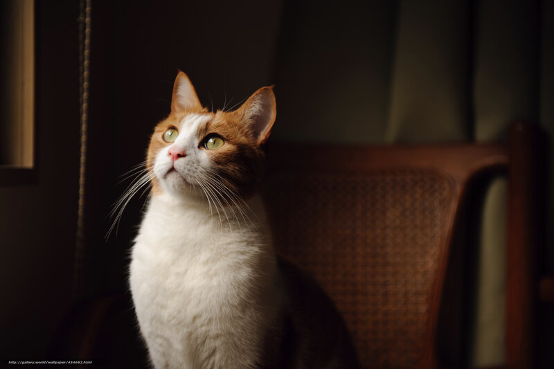 cat on a chair