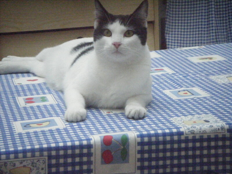cat on a checkered table