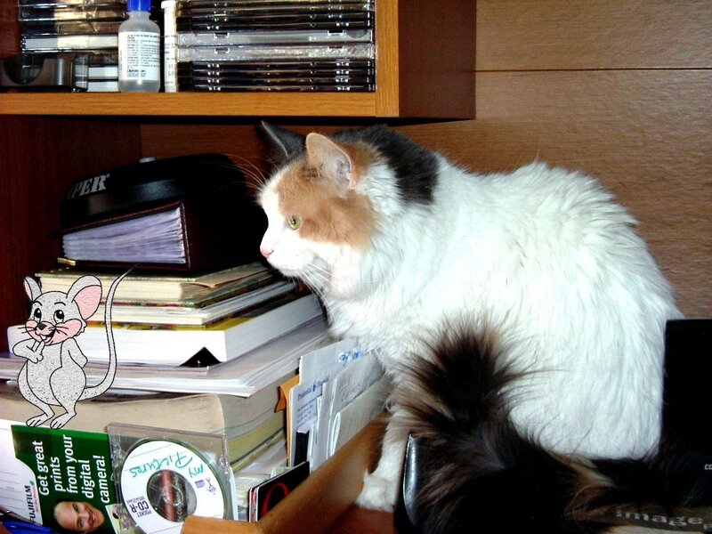 cat on a cluttered desk
