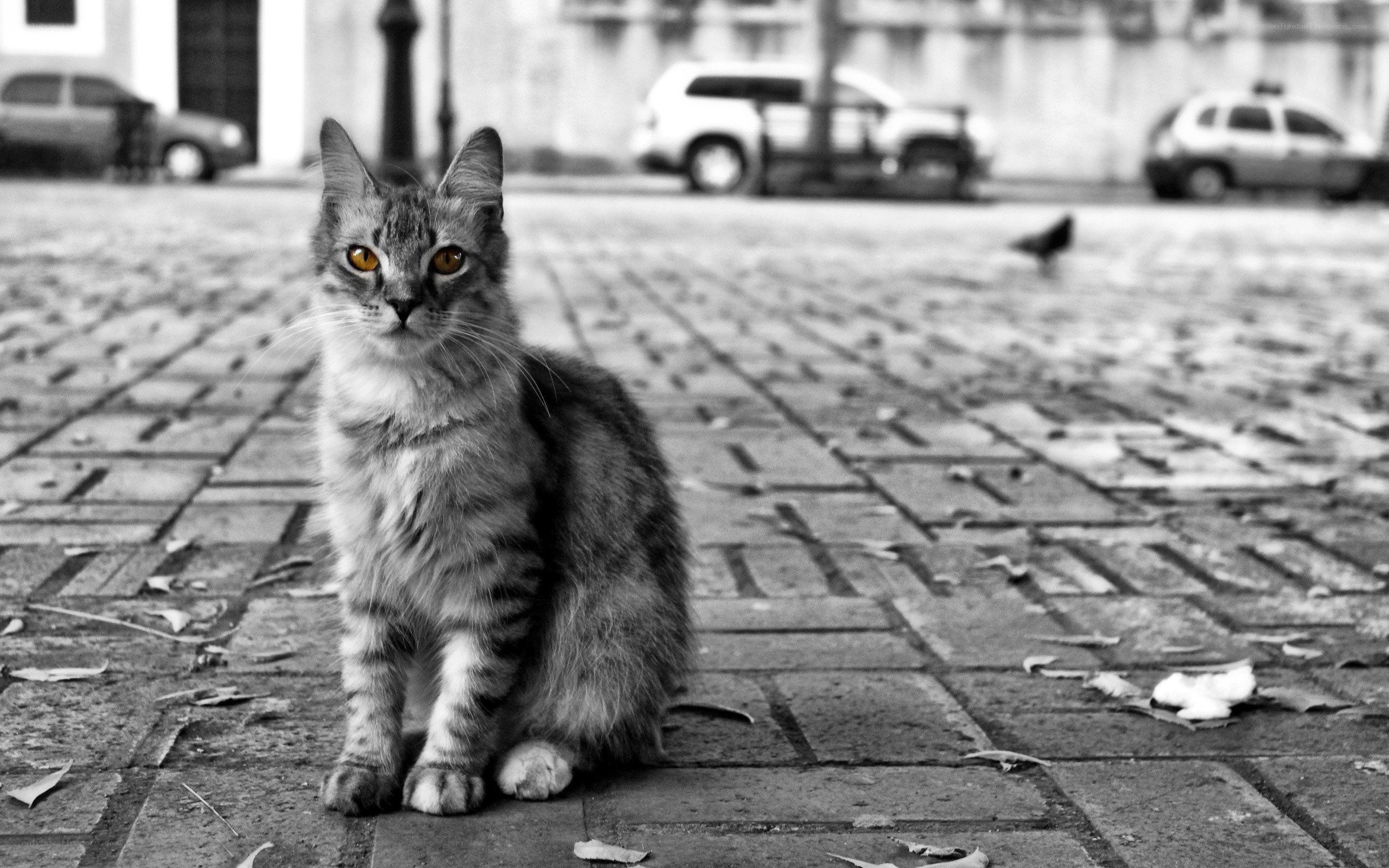 cat on a cobblestone street