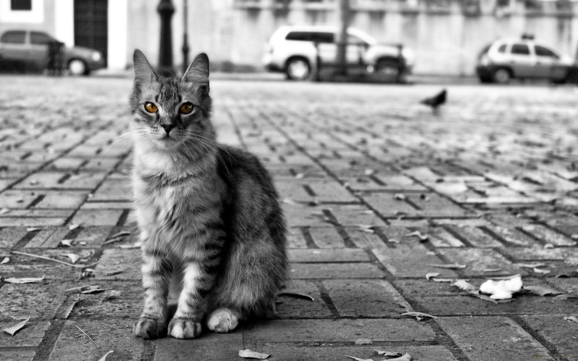 cat on a cobblestone street