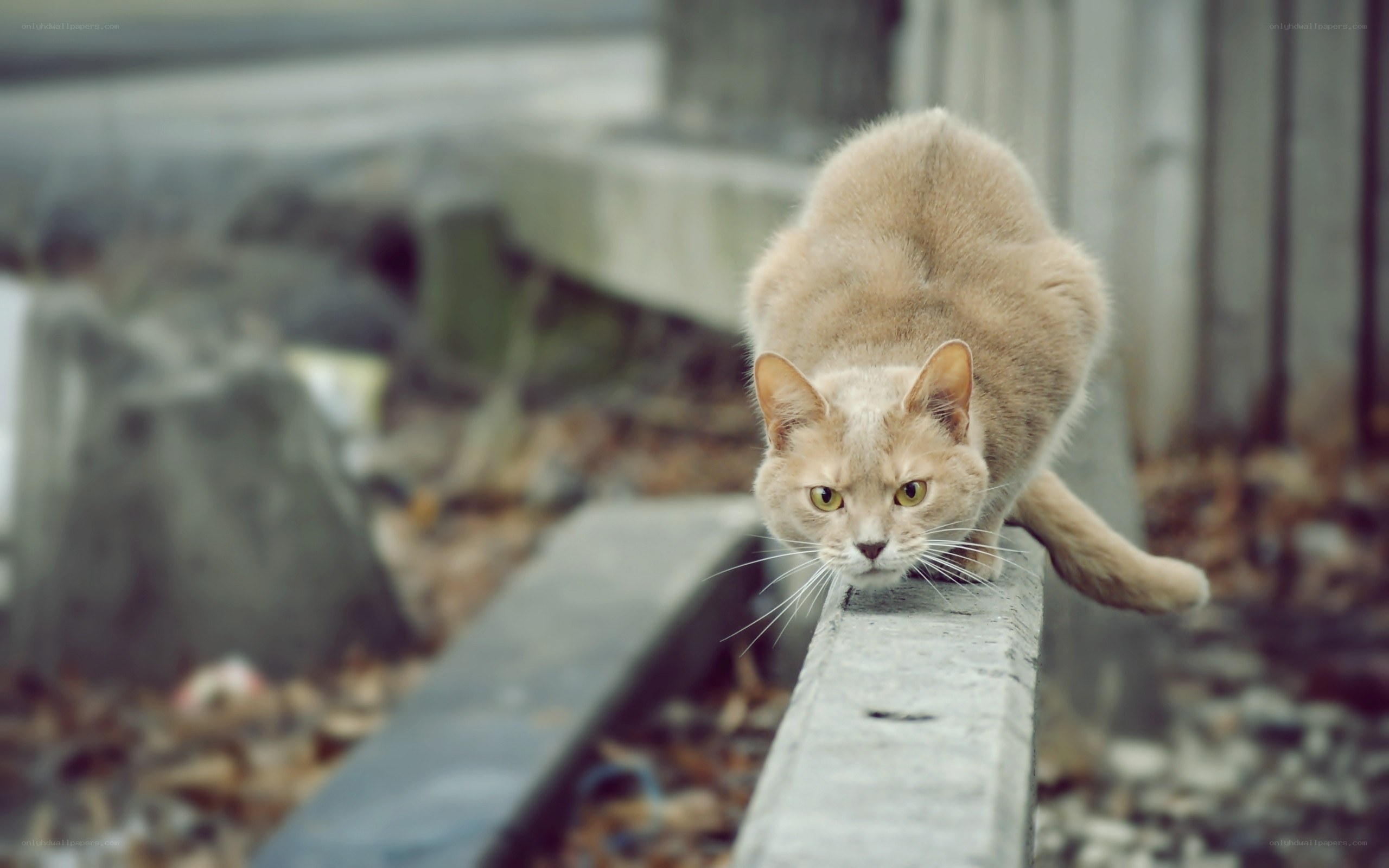 cat on a concrete ledge