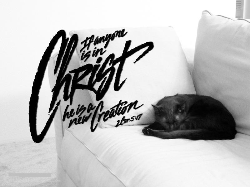 cat on a couch with text