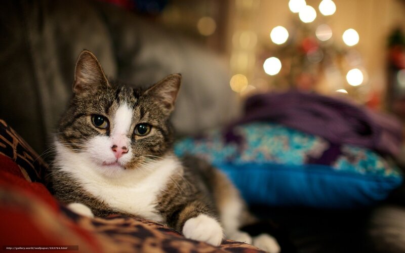 cat on a cozy couch