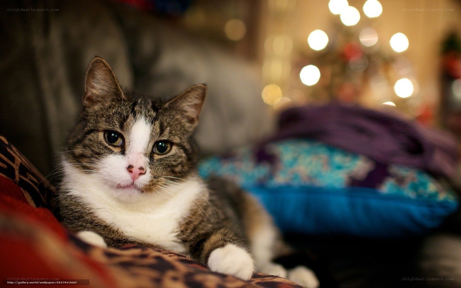 cat on a cozy couch