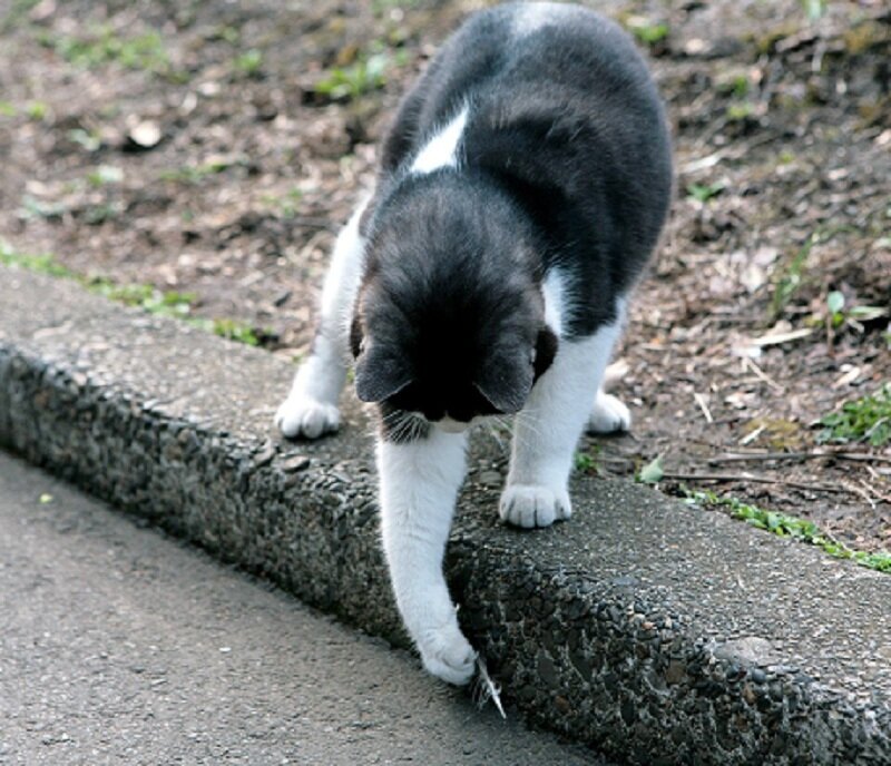 cat on a curb