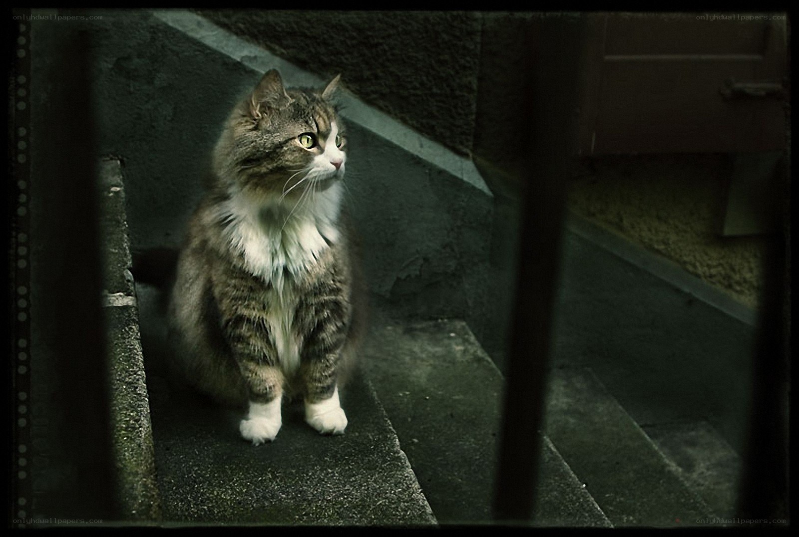 cat on a dark staircase
