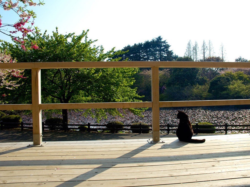 Cat on a deck by the pond