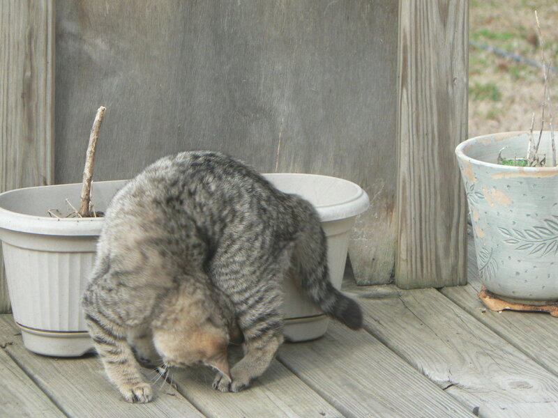 cat on a deck