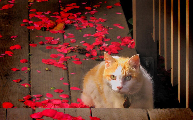 cat on a deck with rose petals