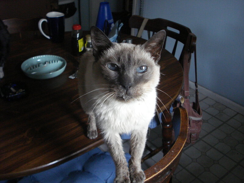 cat on a dining table