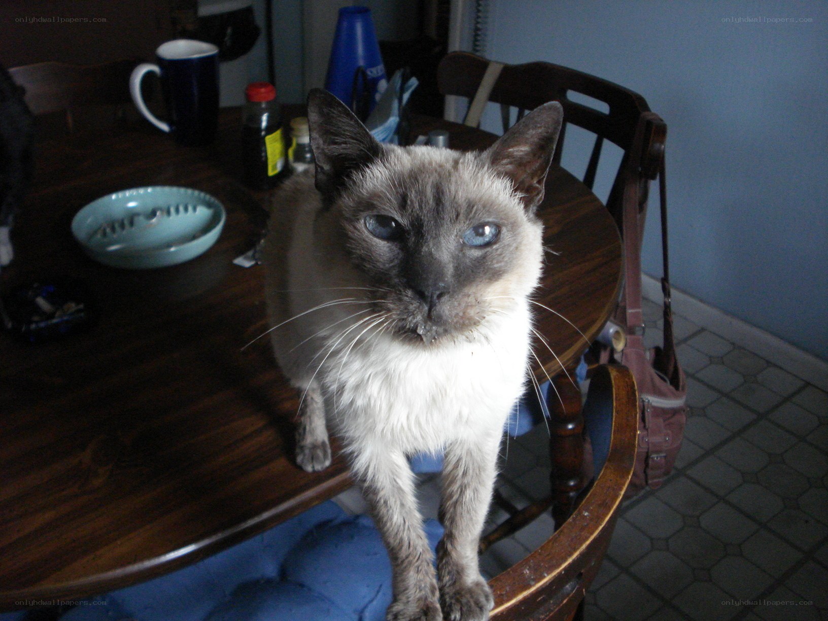 cat on a dining table