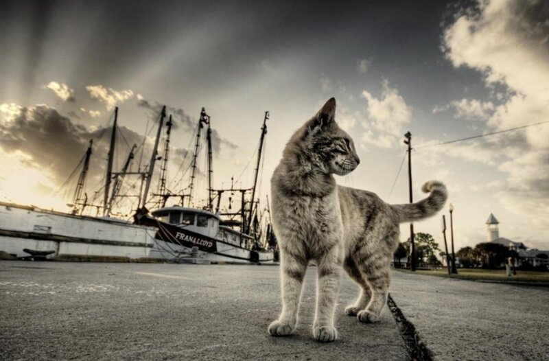 Cat on a dock at sunset