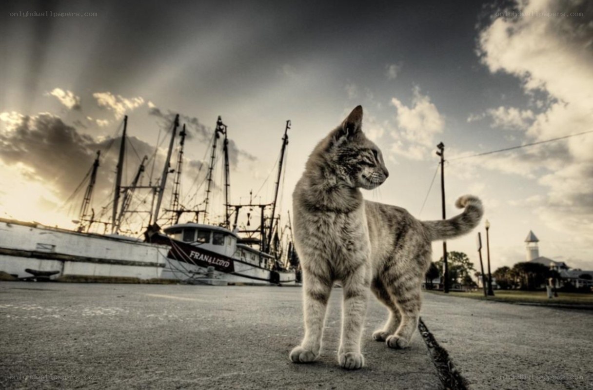 Cat on a dock at sunset