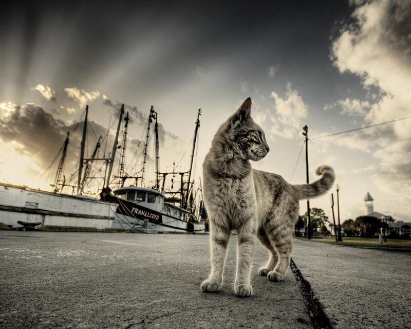 Cat on a dock with fishing boats