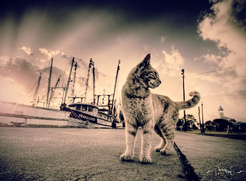 Cat on a dock with fishing boats
