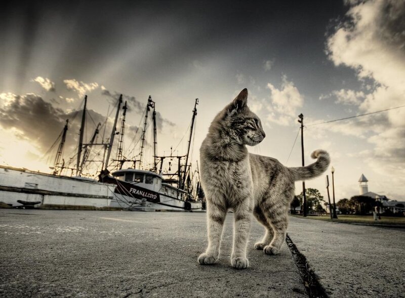 Cat on a dock with fishing boats