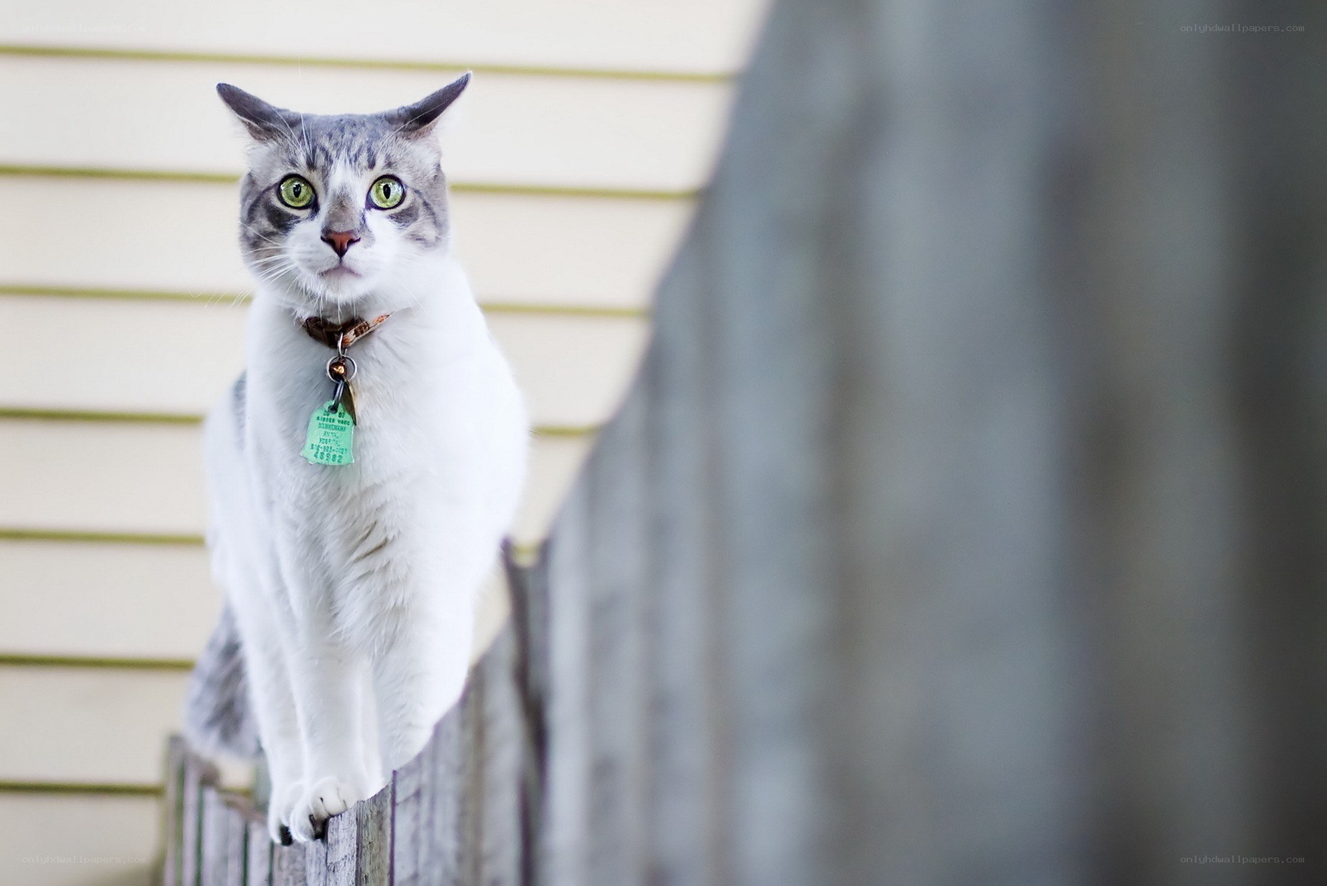 cat on a fence