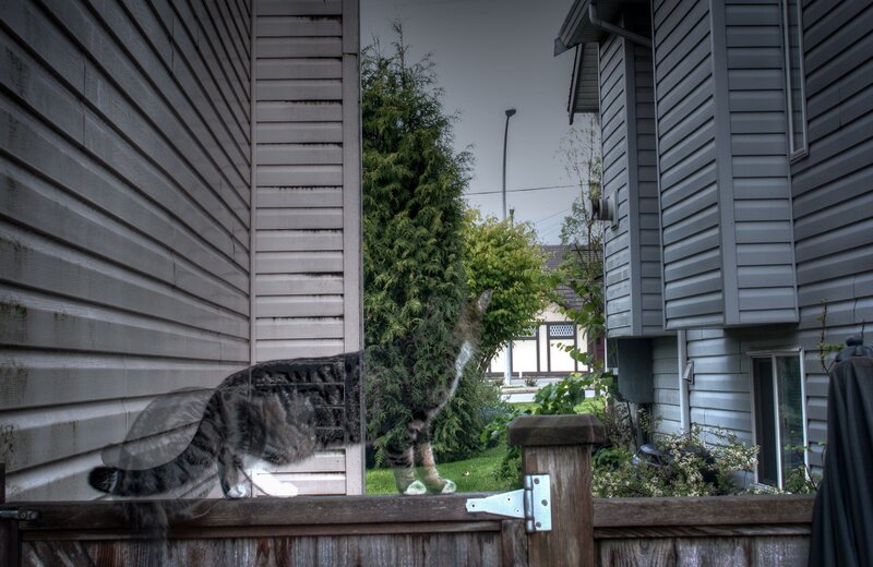 cat on a fence