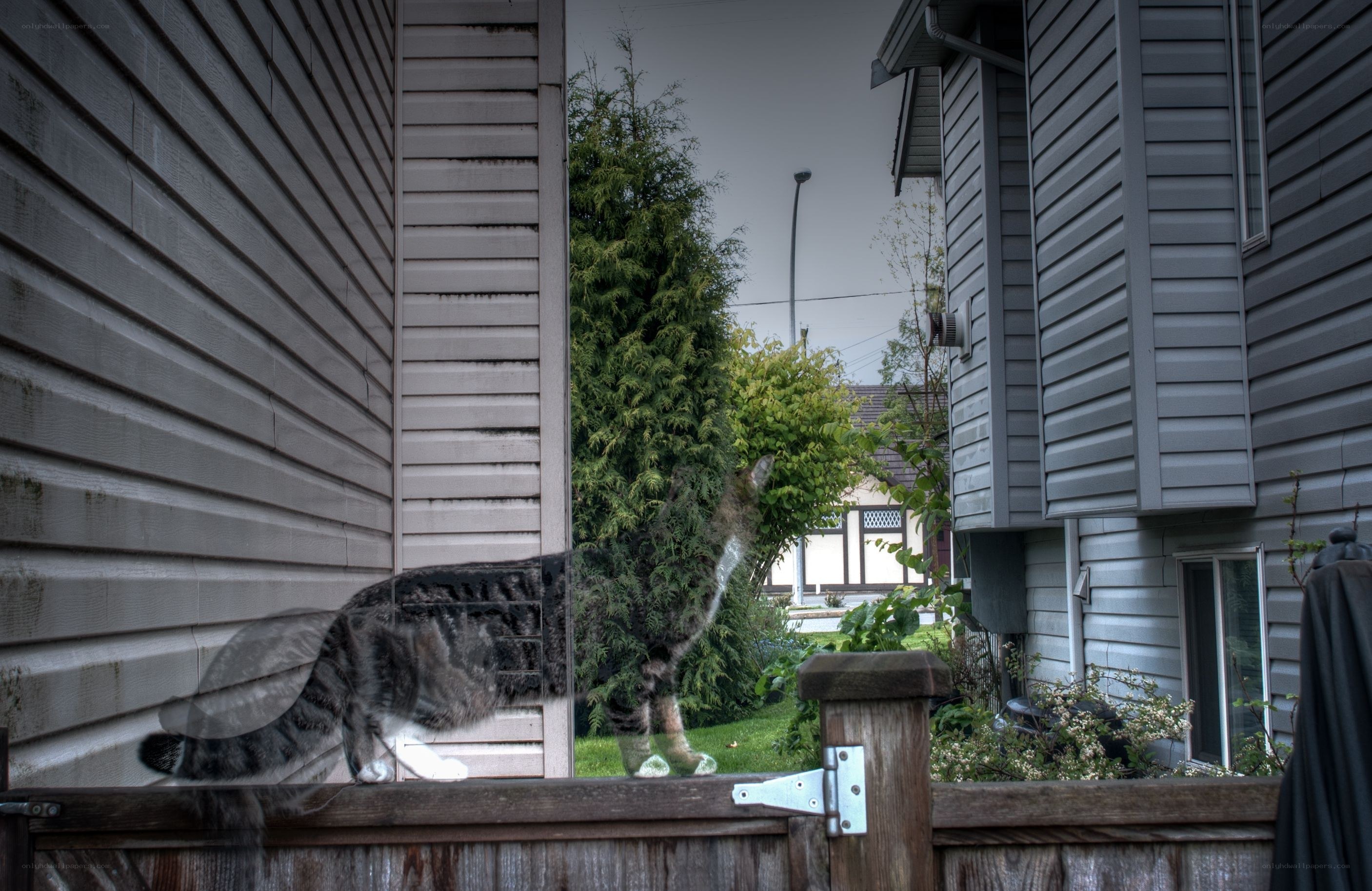 cat on a fence