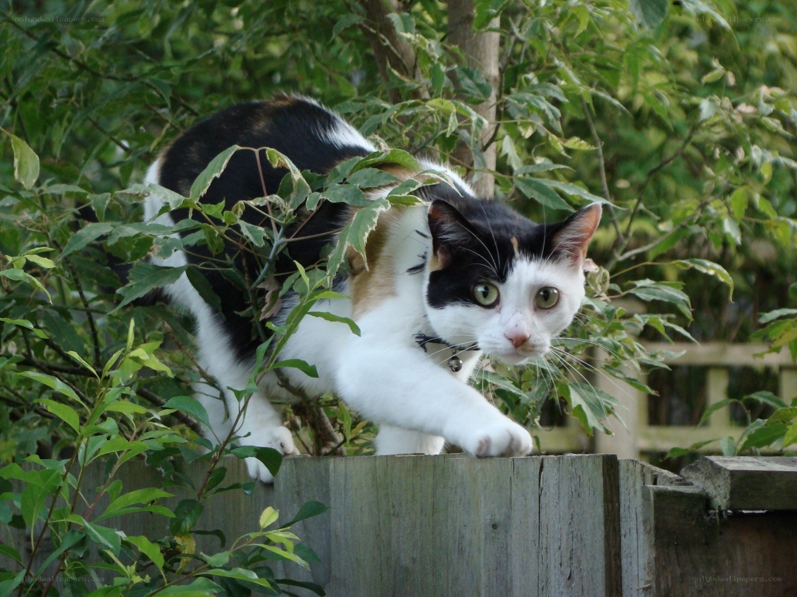 cat on a fence