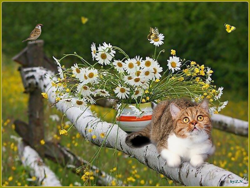 Cat on a Fence — Green