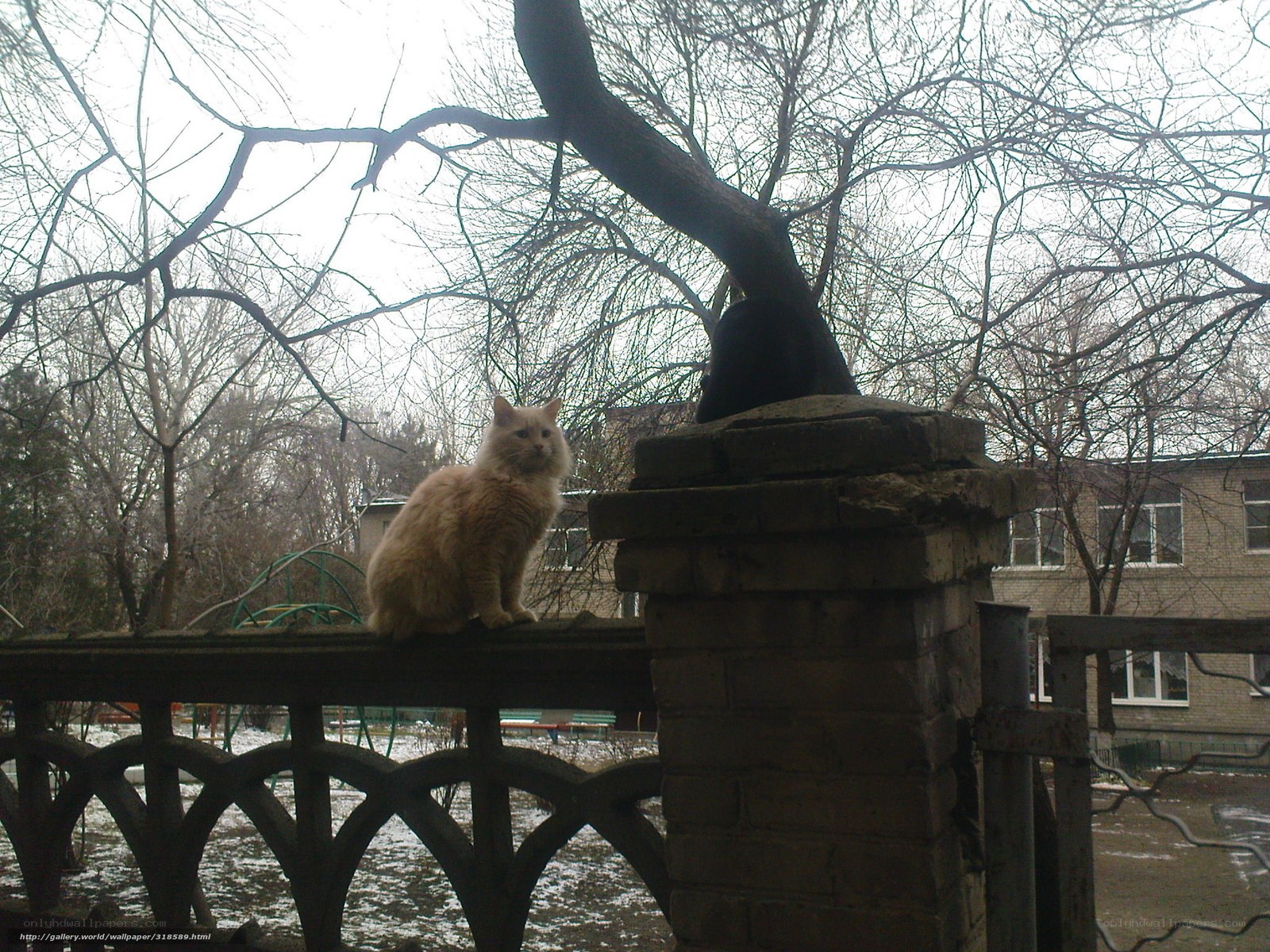 Cat on a fence in winter