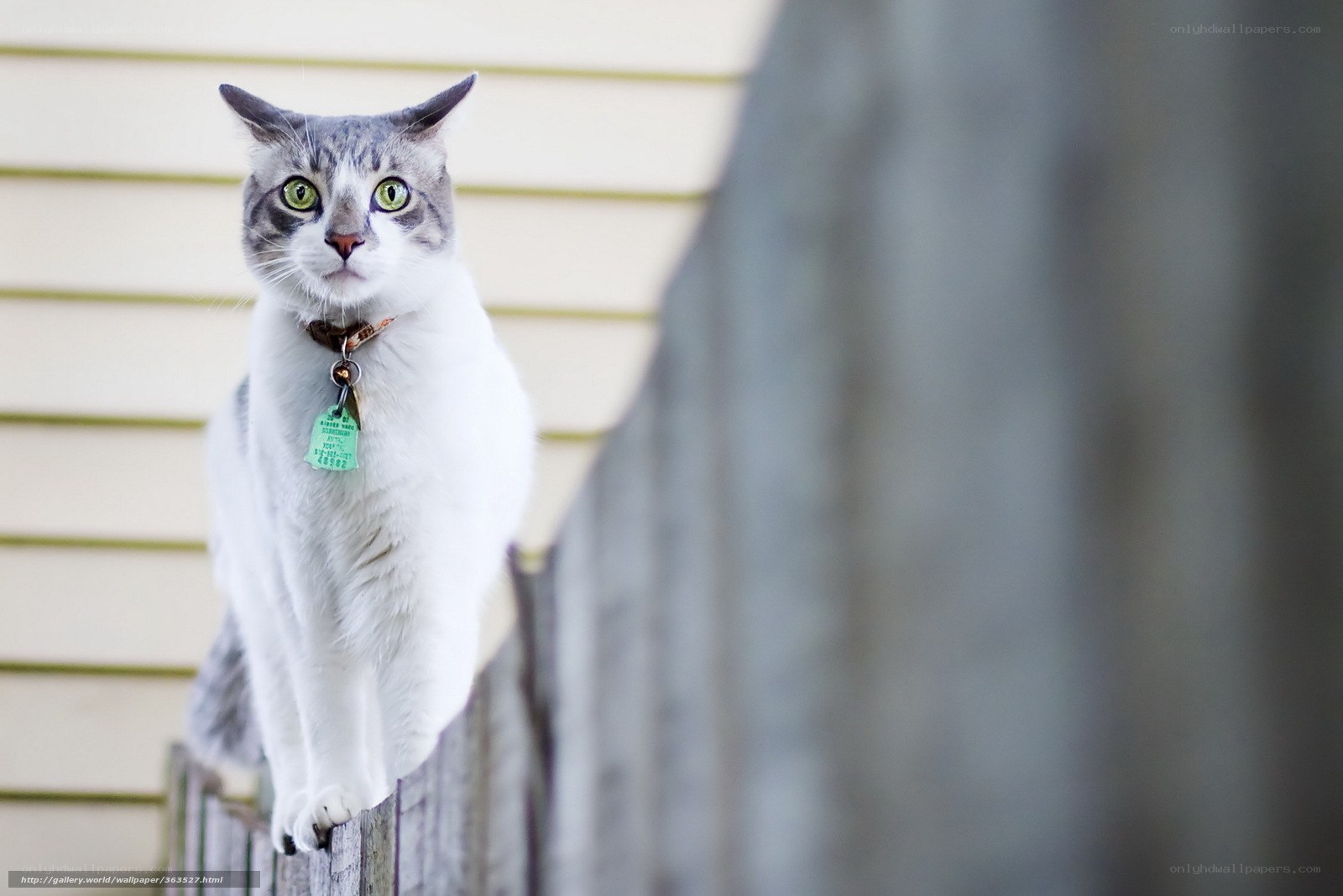 cat on a fence