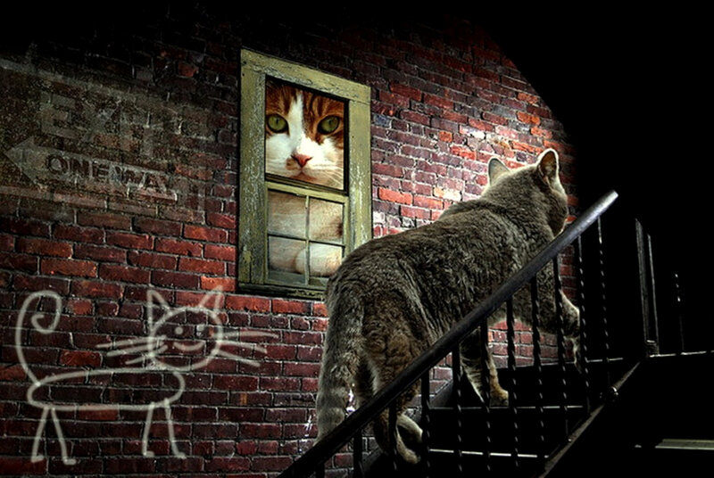 Cat on a fire escape