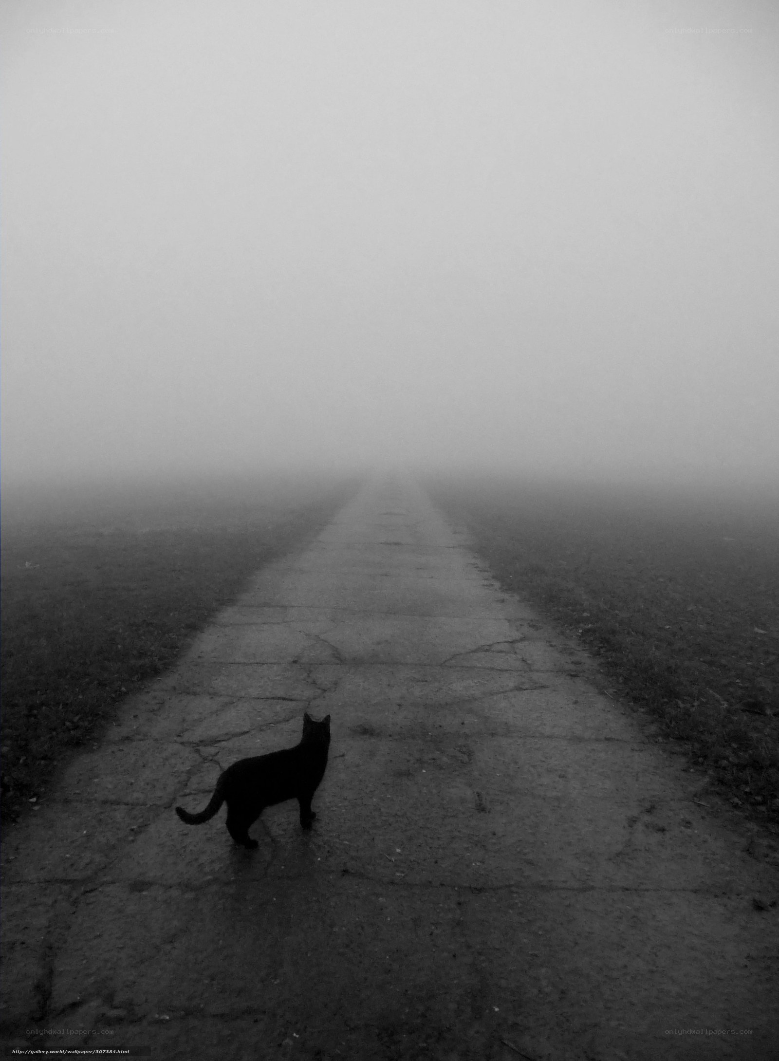 Cat on a foggy path