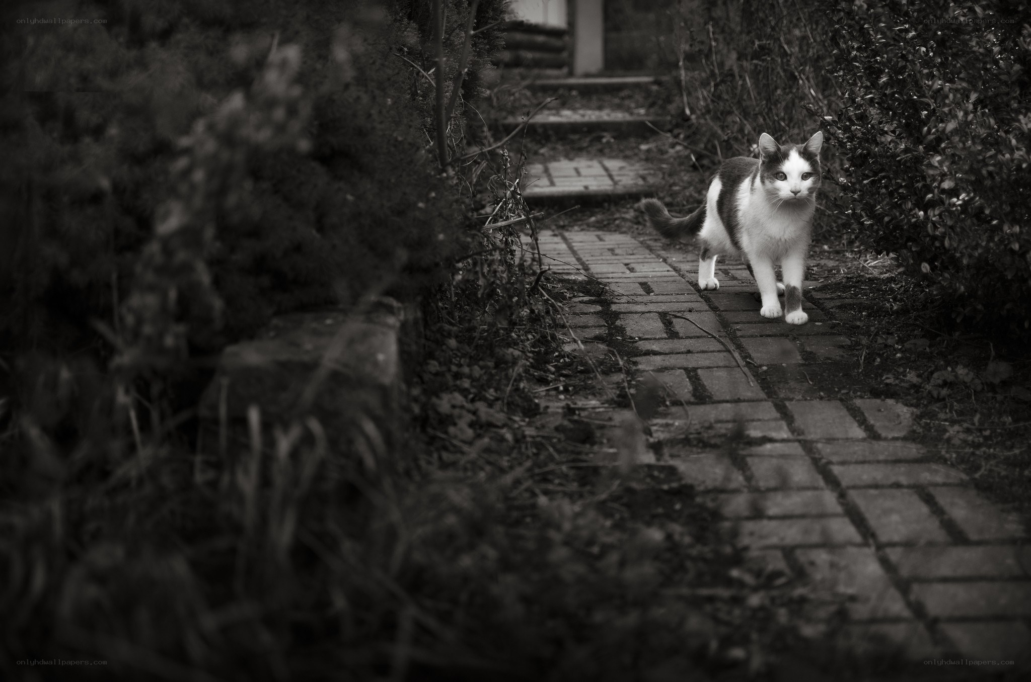 cat on a garden path