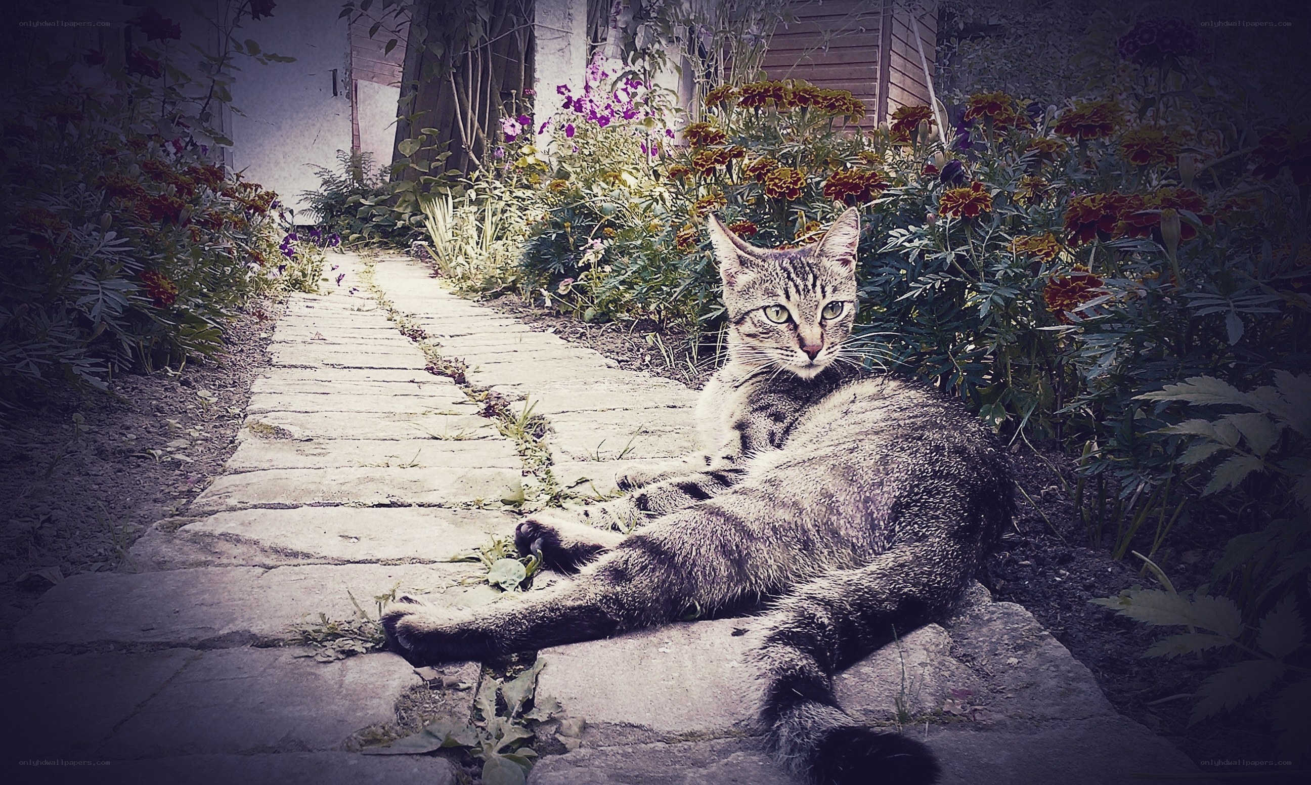 Cat on a garden path