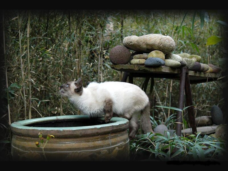Cat on a garden pot