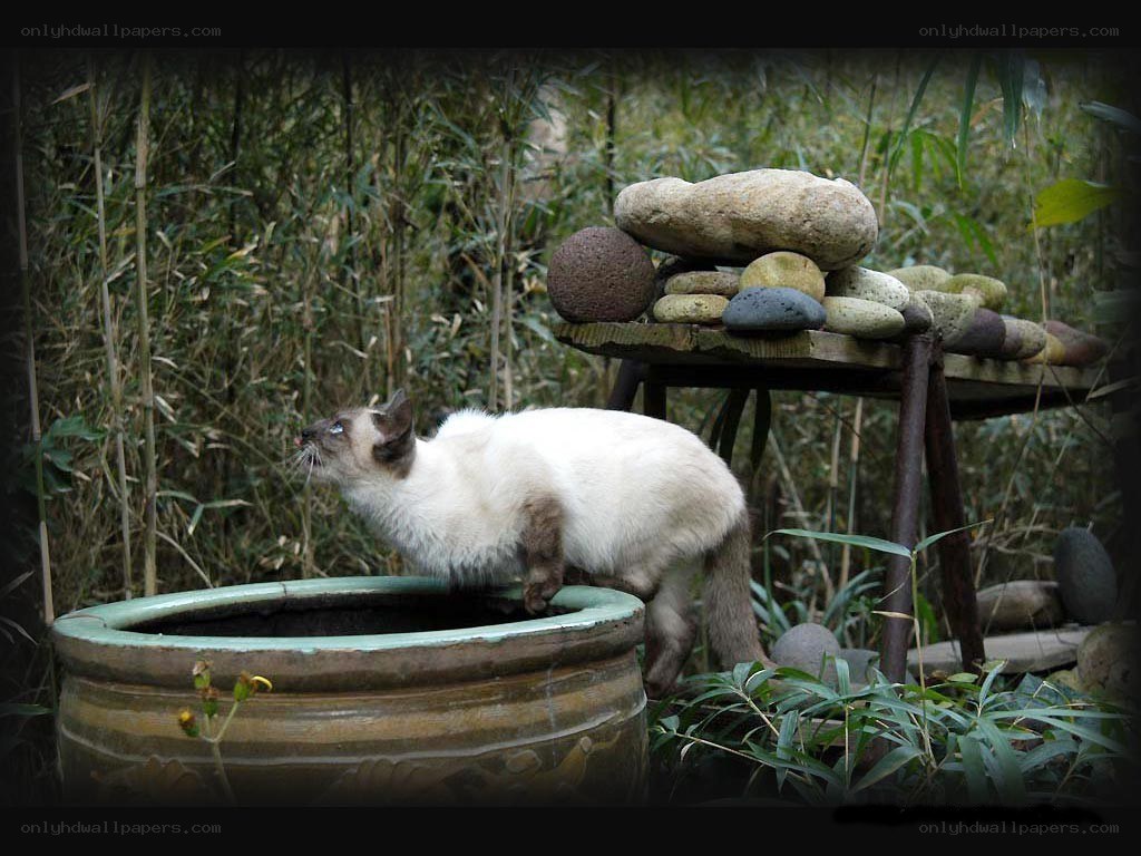 Cat on a garden pot