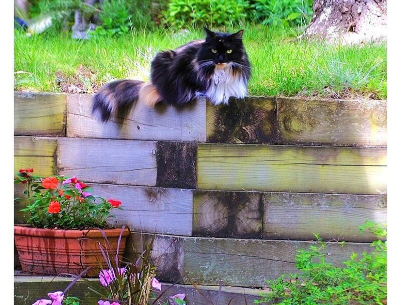 Cat on a garden wall
