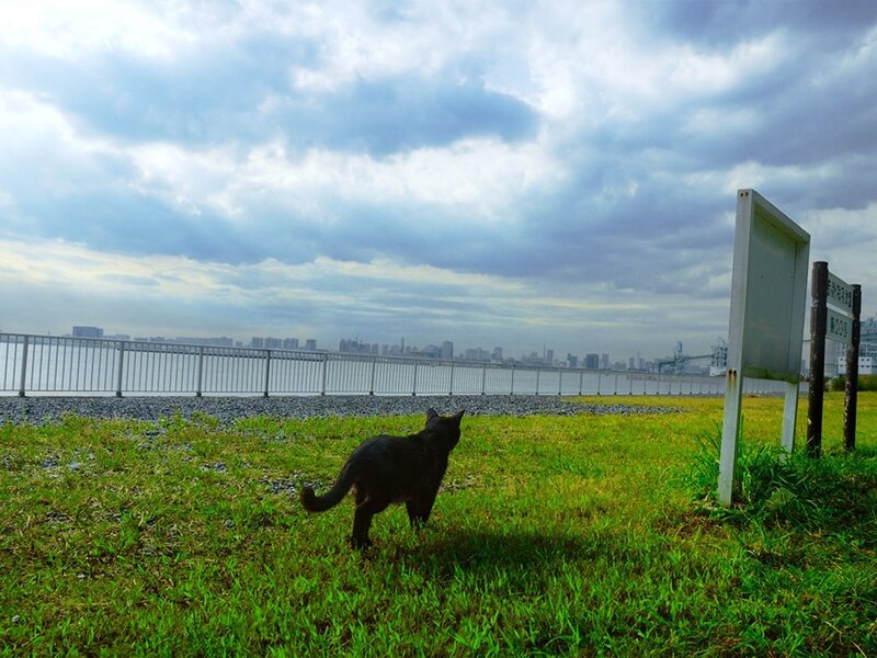 Cat on a grassy hill