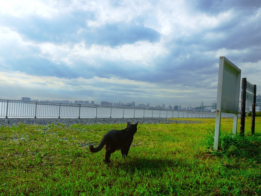 Cat on a grassy hill