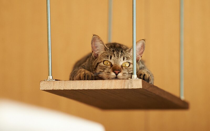 cat on a hanging shelf
