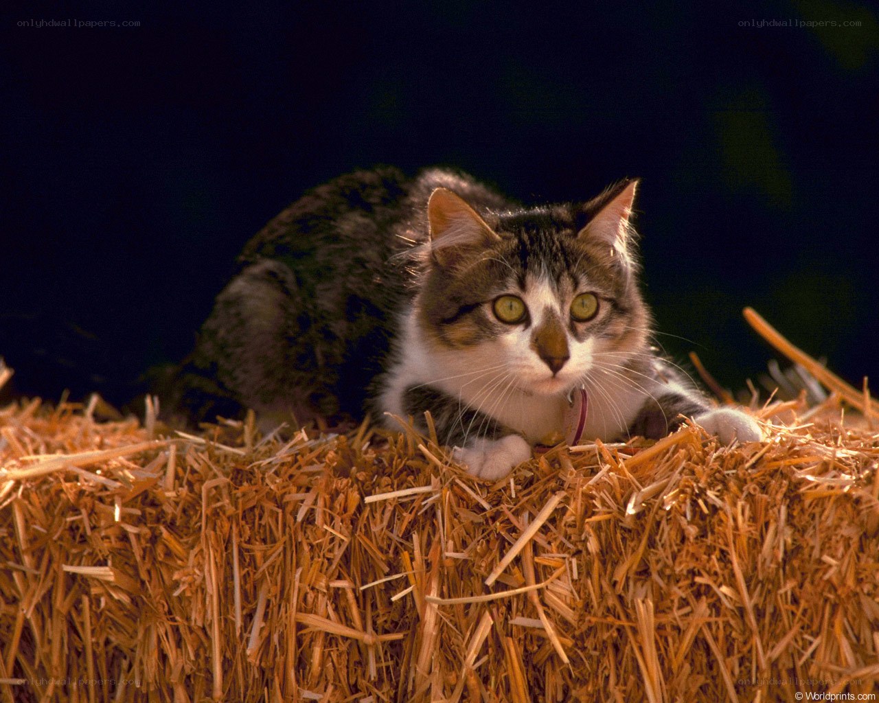 cat on a hay bale