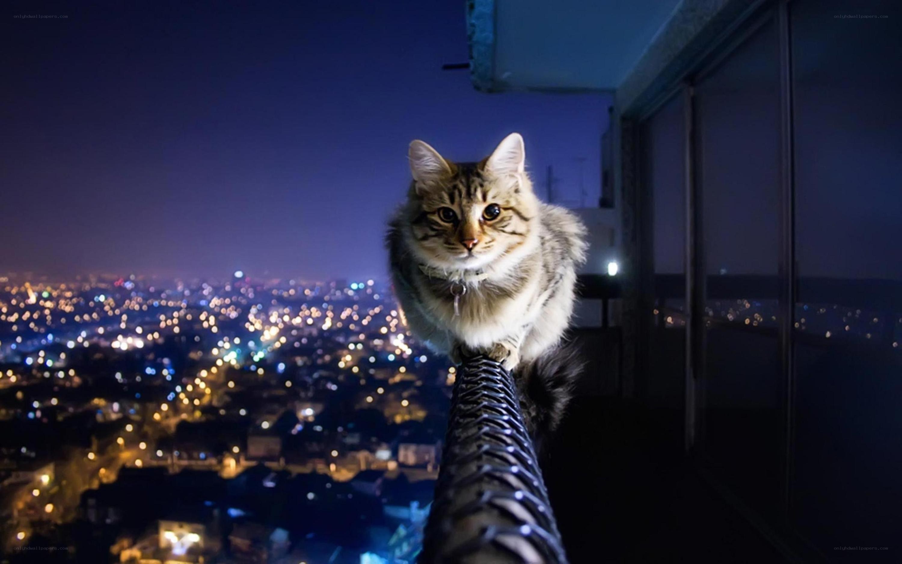 cat on a high ledge at night