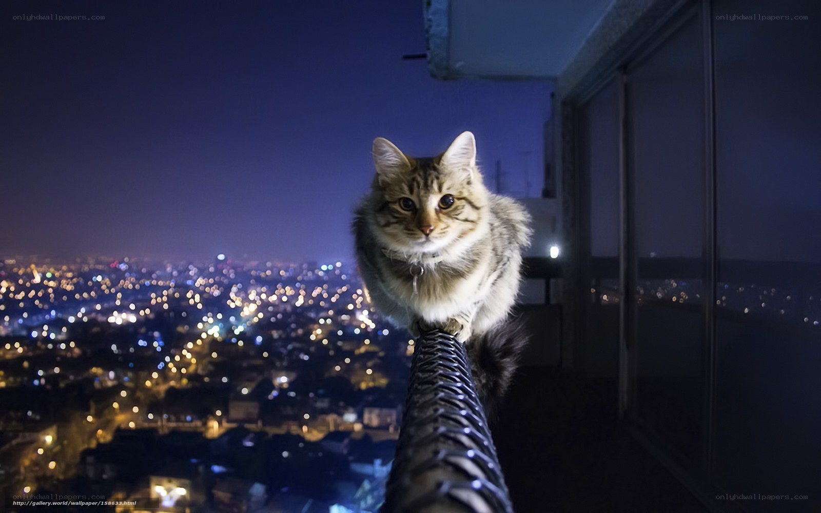 Cat on a high-rise balcony