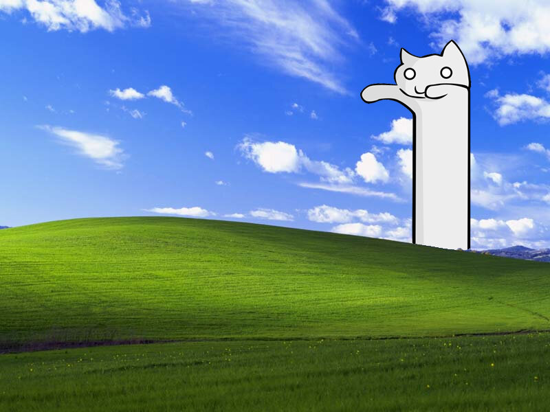 cat on a hill