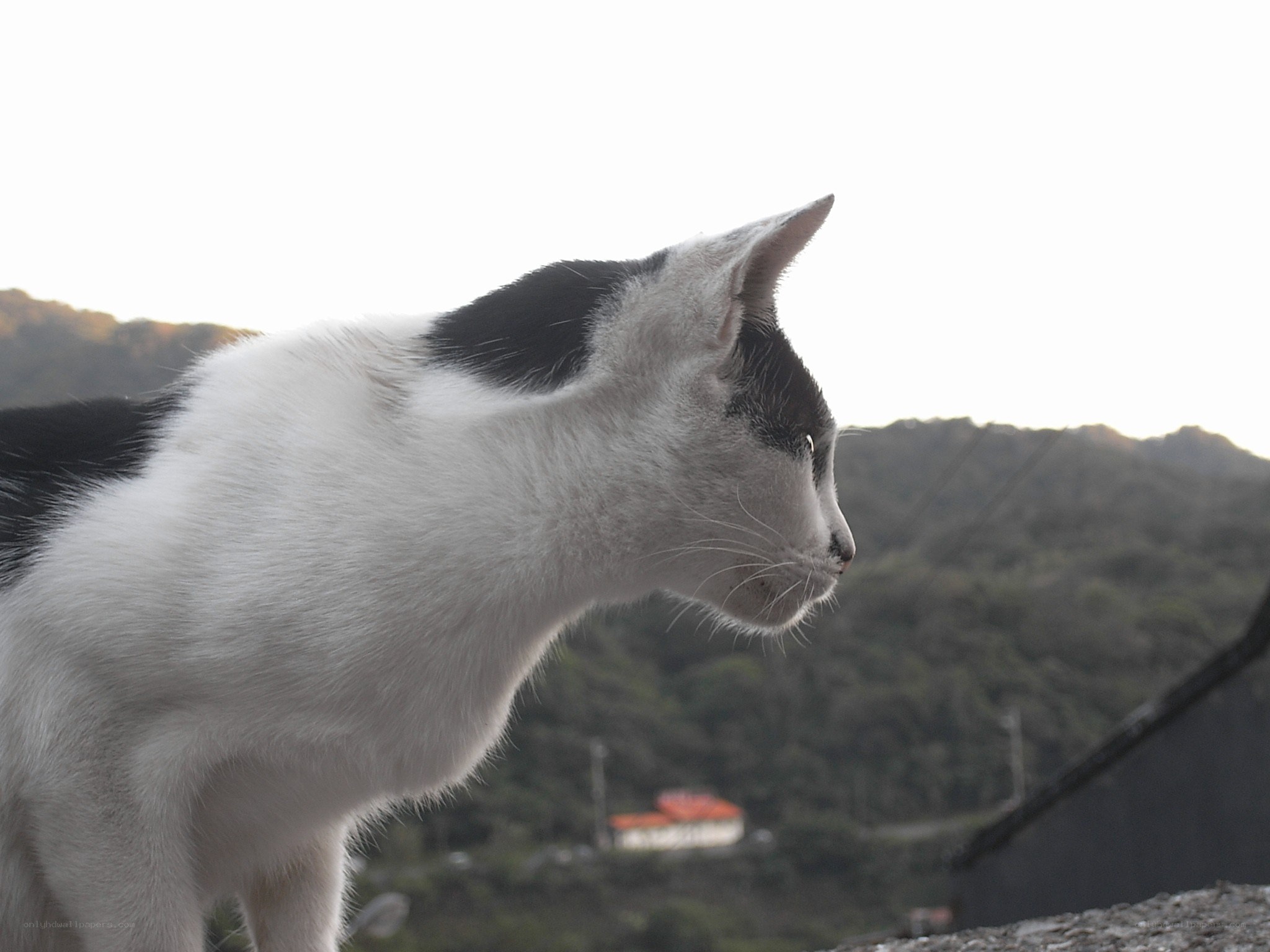 cat on a hillside