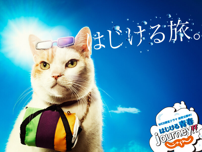 cat on a journey