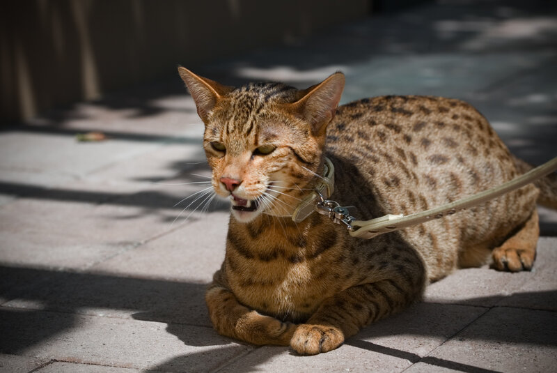 cat on a leash outdoors