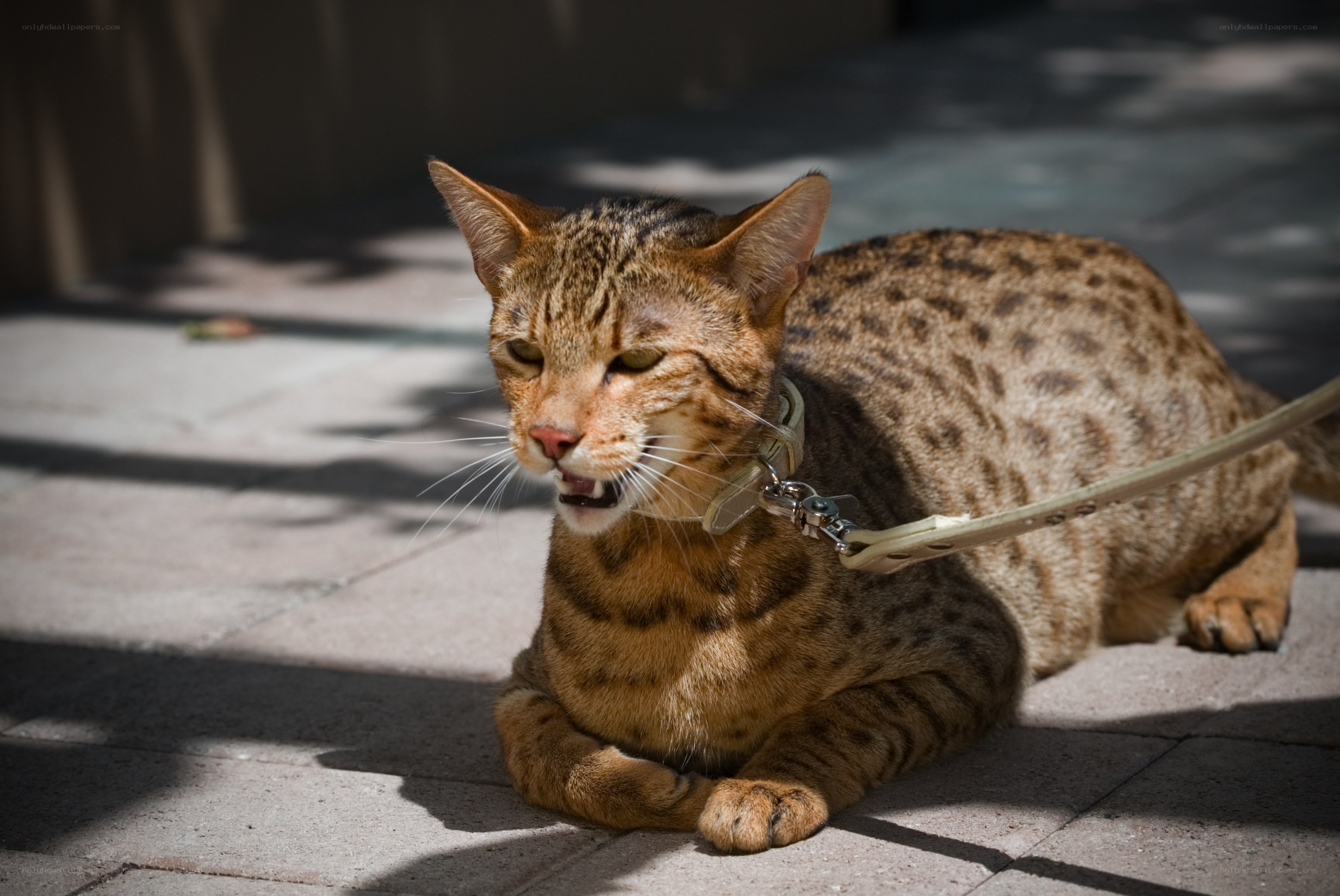 cat on a leash outdoors