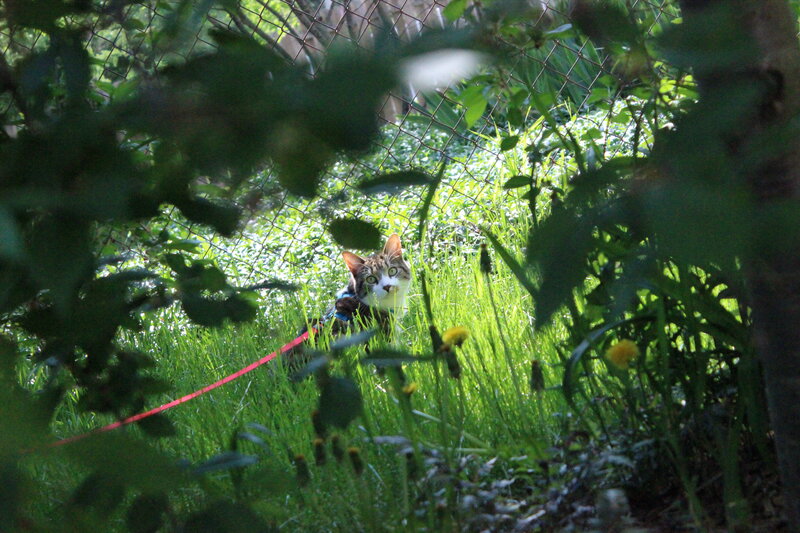 Cat on a Leash